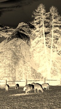 Sepia + Negatyw
