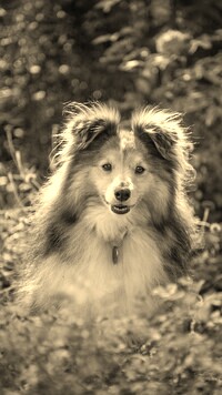 Szary + Sepia