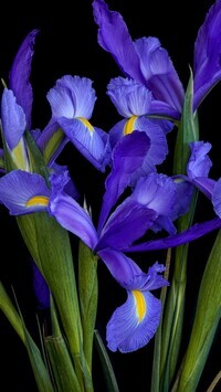 Oryginalny obrazek