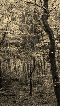 Szary + Sepia