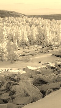 Szary + Sepia