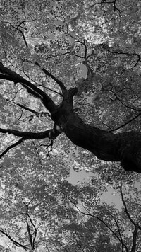 Szary