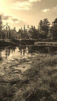 Szary + Sepia