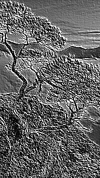 Skamielina