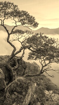 Szary + Sepia