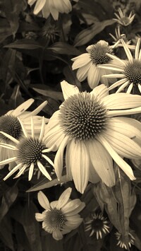 Szary + Sepia