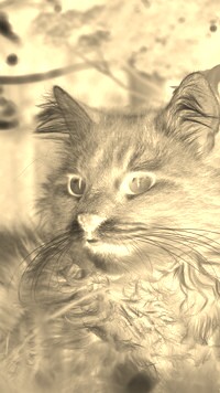 Sepia + Negatyw