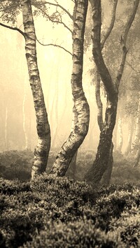 Szary + Sepia