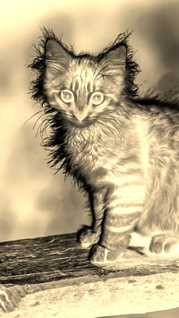 Sepia + Negatyw