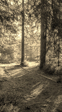 Szary + Sepia