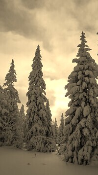 Szary + Sepia