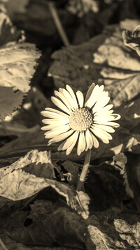 Szary + Sepia