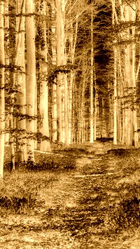 Sepia + Negatyw