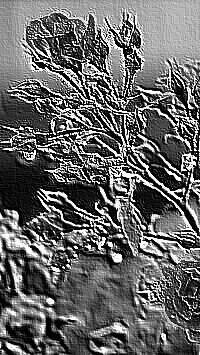 Skamielina