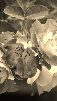 Szary + Sepia