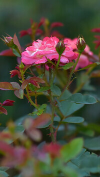 Oryginalny obrazek