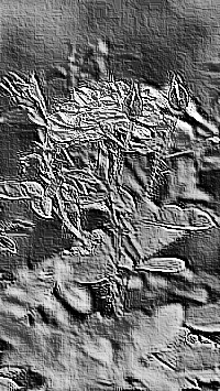 Skamielina