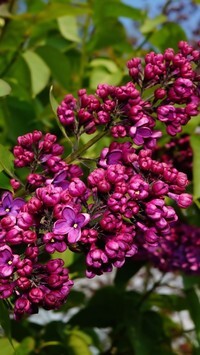 Oryginalny obrazek