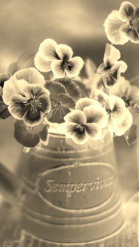 Sepia + Negatyw