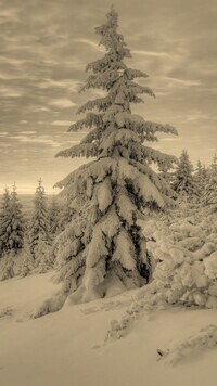 Szary + Sepia