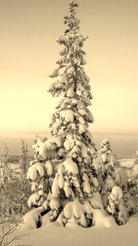 Sepia