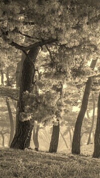 Szary + Sepia