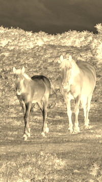 Sepia + Negatyw