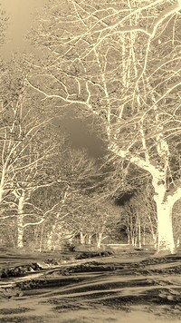 Sepia + Negatyw