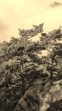 Szary + Sepia
