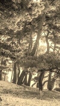 Szary + Sepia