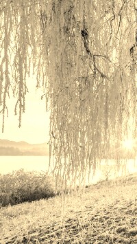 Szary + Sepia