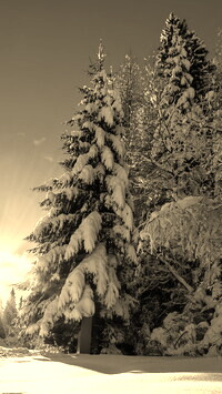 Szary + Sepia