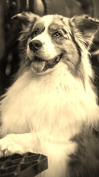 Szary + Sepia