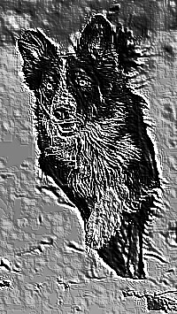 Skamielina