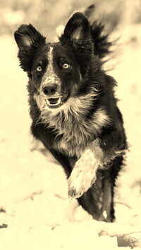 Szary + Sepia