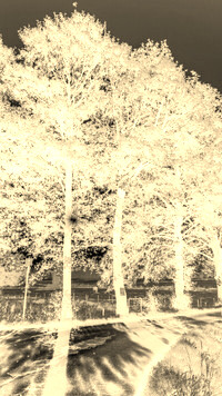 Sepia + Negatyw