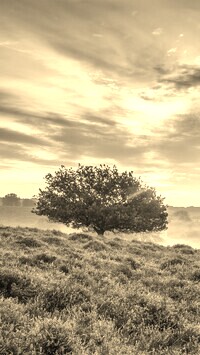 Szary + Sepia