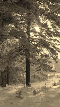 Sepia