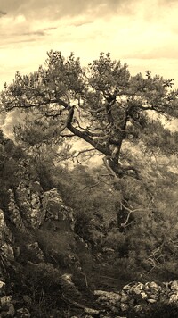 Szary + Sepia