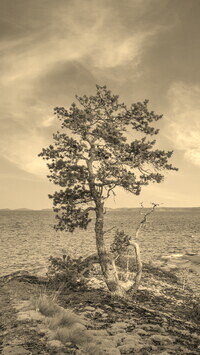 Szary + Sepia