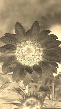 Sepia + Negatyw
