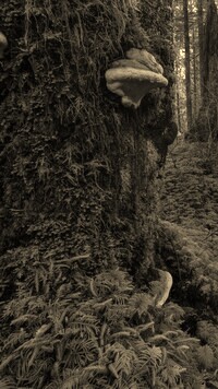 Szary + Sepia