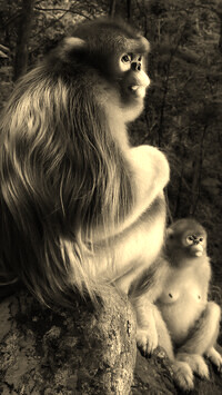 Szary + Sepia