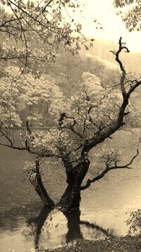 Szary + Sepia