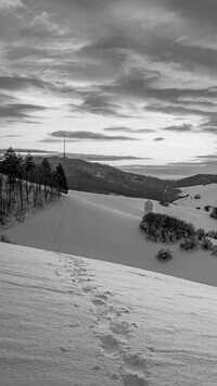 Szary