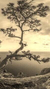 Szary + Sepia