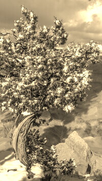 Sepia