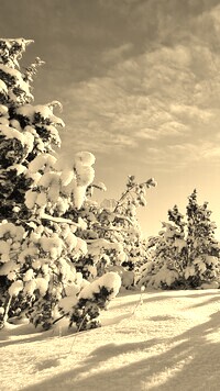 Szary + Sepia