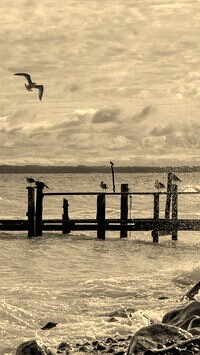 Szary + Sepia