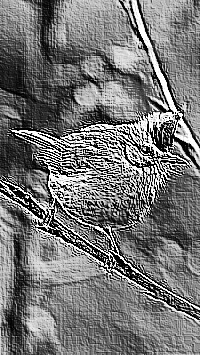 Skamielina